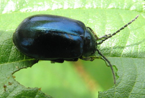 Userfoto