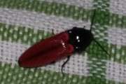 Thumbnail 42581 A