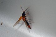 Thumbnail 44339 B