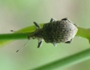 Thumbnail 47711 A