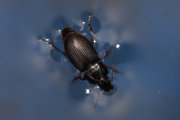 Thumbnail 47735 B