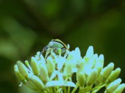 Thumbnail 48037 B