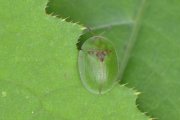 Thumbnail 51676 A