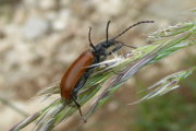 Thumbnail 52921 B