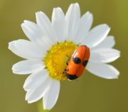 Thumbnail 52939 A