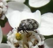 Thumbnail 53027 B