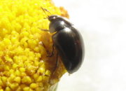 Thumbnail 55029 A