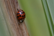 Thumbnail 55305 B