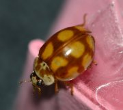 Thumbnail 57095 A