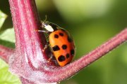Thumbnail 58498 A