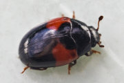Thumbnail 58801 B