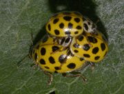 Thumbnail 58949 B