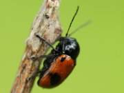 Thumbnail 59589 A