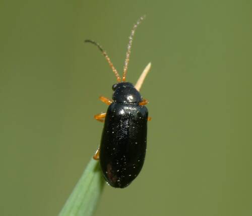 Userfoto