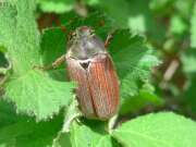 Thumbnail 400032 B