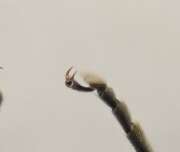 Thumbnail 400120 C