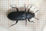Thumbnail 400447 B