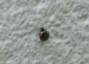Thumbnail 400498 A