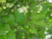 Thumbnail 400517 B