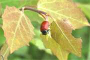 Thumbnail 400693 A