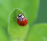 Thumbnail 400739 B