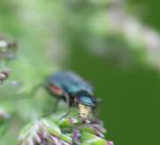 Thumbnail 400748 A