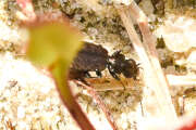 Thumbnail 400752 B