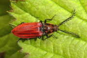 Thumbnail 400937 A