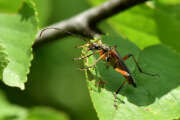 Thumbnail 400957 A