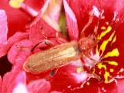 Thumbnail 400959 A