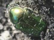 Thumbnail 400995 B