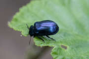Thumbnail 401081 A