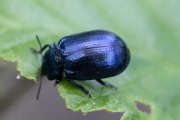 Thumbnail 401081 B
