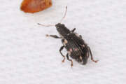 Thumbnail 401236 A