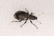 Thumbnail 401236 B