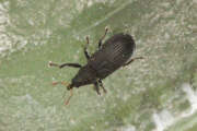 Thumbnail 401257 A