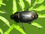 Thumbnail 401276 A