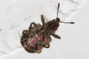 Thumbnail 401285 B