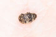 Thumbnail 401297 A