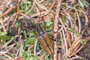 Thumbnail 401302 A