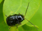 Thumbnail 401524 B