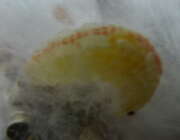 Thumbnail 401612 B