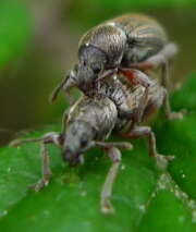 Thumbnail 401614 A
