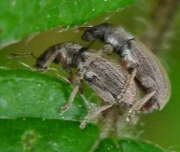 Thumbnail 401614 B