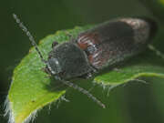 Thumbnail 401643 A