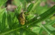Thumbnail 401732 B