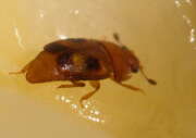 Thumbnail 401837 A