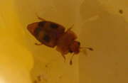 Thumbnail 401837 B