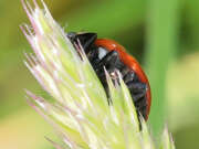 Thumbnail 401875 B
