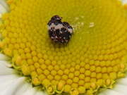 Thumbnail 401911 A
